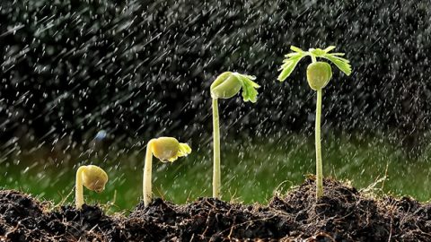 陽光雨露滋潤小草