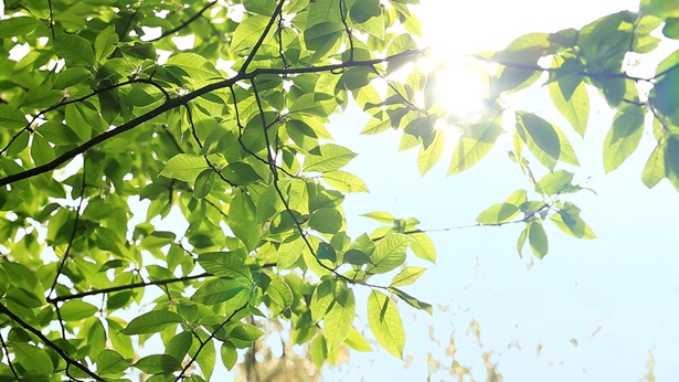 陽光照射樹葉