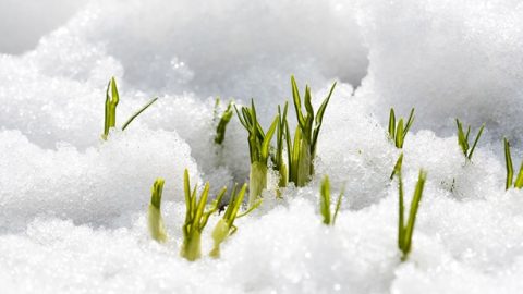 永不熄滅的生命力