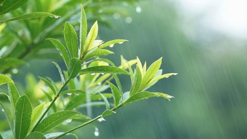 成長,雨水的滋潤